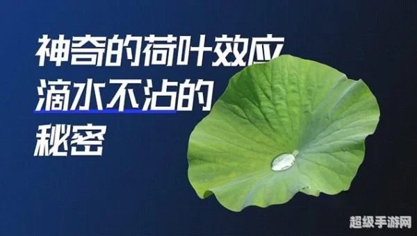 荷叶之所以滴水不沾蚂蚁庄园