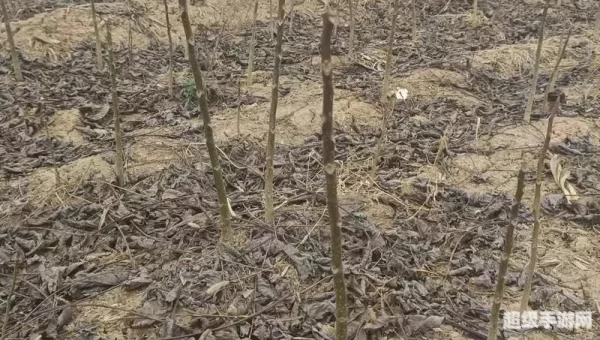 全国最大的核桃种苗输出地