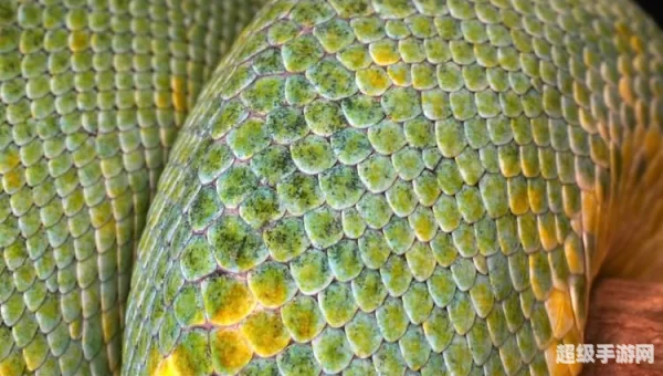 眼镜蛇鳞片