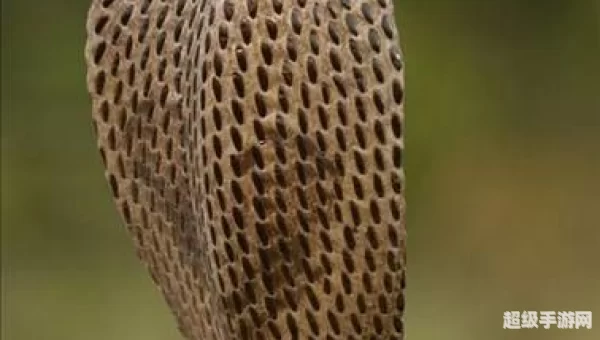 眼镜蛇鳞片