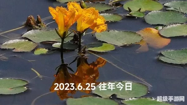 由于荇菜的花朵是黄色的