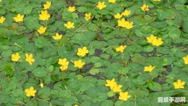 由于荇菜的花朵是黄色的