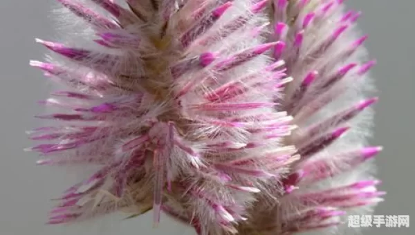 狐尾花